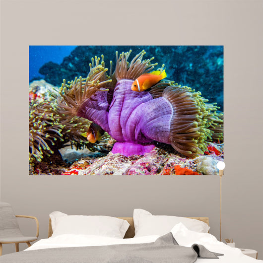 Clown Fish inside Pink Wall Decal