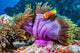 Clown Fish inside Pink Wall Decal