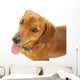 Dachshund Dog Wall Decal