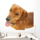 Dachshund Dog Wall Decal