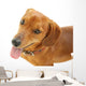Dachshund Dog Wall Decal