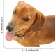 Dachshund Dog Wall Decal