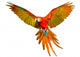 Parrot Flying Wall Decal