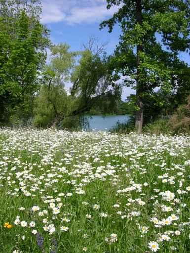 And Daisy Meadow Lake Wall Decal