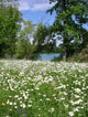 And Daisy Meadow Lake Wall Decal