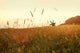 Field Sunset Wall Decal Design 2