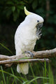 Yellow Crested Cockatoo Wall Decal Design 2