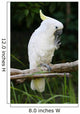 Yellow Crested Cockatoo Wall Decal Design 2