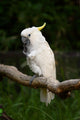 Yellow Crested Cockatoo Wall Decal Design 1