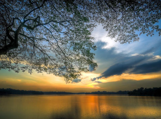 Sunset under Large Tree Wall Decal