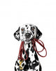 Dalmatian Is Holding Leash Wall Decal
