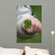 Four Leaf Clover Wall Decal