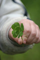 Four Leaf Clover Wall Decal
