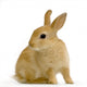 Lapin Sur Fond Blanc Wall Decal