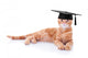 Smart Graduate Pet Cat Wall Decal