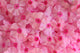 Pink Phlox Flowers Wall Decal