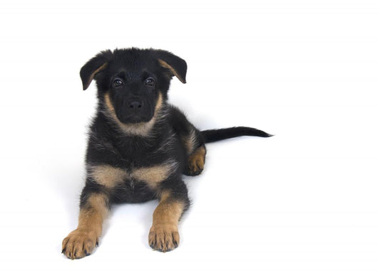 Cute One-month-old German Shepherd Wall Decal