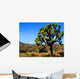 Joshua Tree Wall Decal