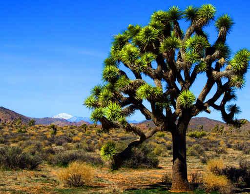 Joshua Tree Wall Decal