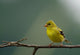 Goldfinch American Wall Mural