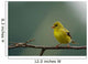 Goldfinch American Wall Mural