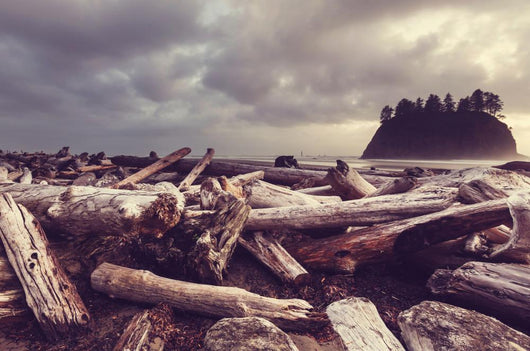 Driftwood Olympic Coastal Beach Wall Decal