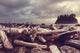 Driftwood Olympic Coastal Beach Wall Decal
