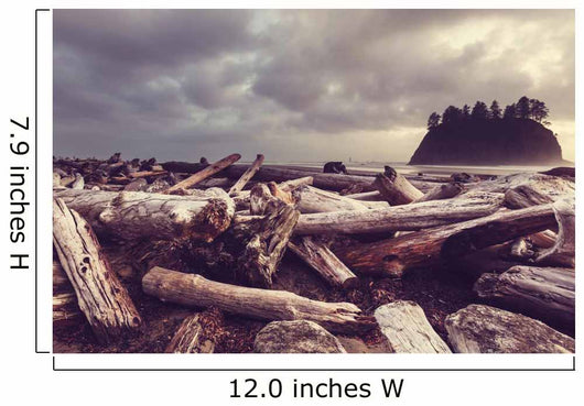 Driftwood Olympic Coastal Beach Wall Decal