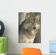 Portrait Gray Wolf Wall Decal