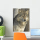 Portrait Gray Wolf Wall Decal