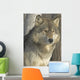 Portrait Gray Wolf Wall Decal