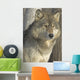 Portrait Gray Wolf Wall Decal