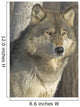 Portrait Gray Wolf Wall Decal