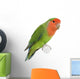 Peach-faced Lovebird Wall Decal