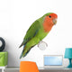 Peach-faced Lovebird Wall Decal