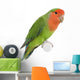 Peach-faced Lovebird Wall Decal