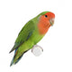 Peach-faced Lovebird Wall Decal