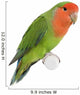 Peach-faced Lovebird Wall Decal