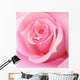 Pink Rose Wall Decal