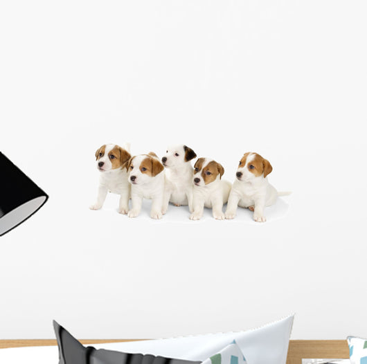 Five Jack Russell Puppies Wall Decal