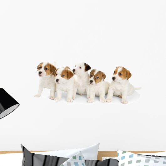 Five Jack Russell Puppies Wall Decal