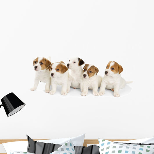 Five Jack Russell Puppies Wall Decal