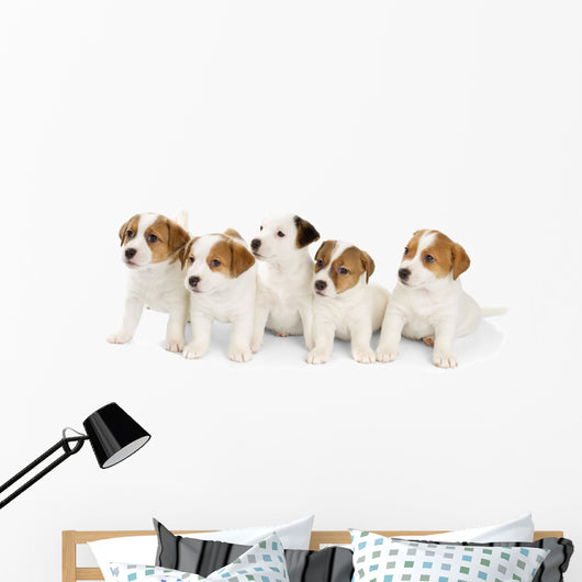 Five Jack Russell Puppies Wall Decal
