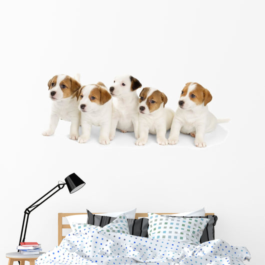 Five Jack Russell Puppies Wall Decal