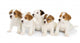 Five Jack Russell Puppies Wall Decal