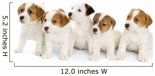 Five Jack Russell Puppies Wall Decal