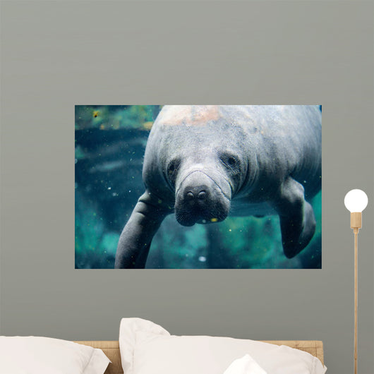Up Portrait Manatee Wall Decal