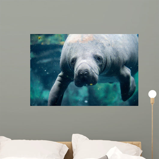 Up Portrait Manatee Wall Decal
