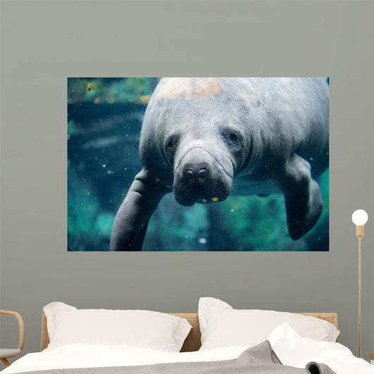 Up Portrait Manatee Wall Decal