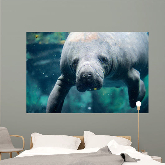 Up Portrait Manatee Wall Decal